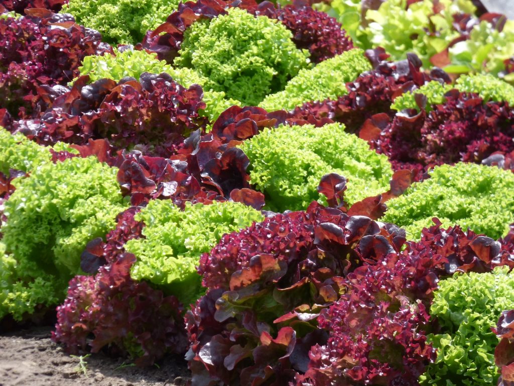 kitchen garden