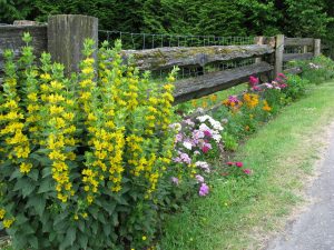 Spring-flower-perennials