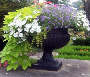 Use-a-big-flower-container